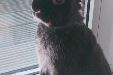 mimi being tall (but still tiny) 🐰