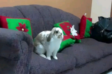 Sorry for the awful quality, but my Karu looks so cute!