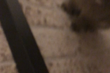 Little sideways lean, little tipping over, still cute.