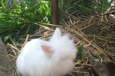 Curious adventure bun!