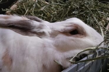 We have nightly petting time and she ditched me for a snack so I decided to just pet her while she ate. She gave up on eating :)