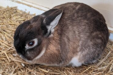 Cookie is round and streamline.