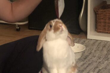 She stands tall for treats