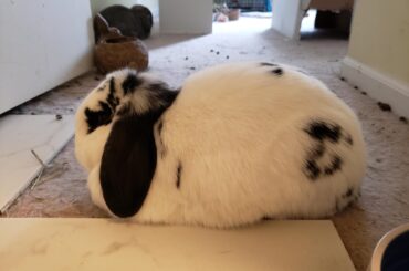 The best form I've ever seen