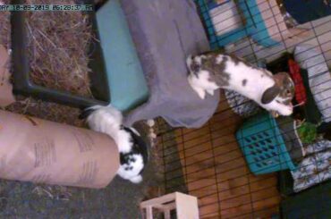 She really wanted that toy