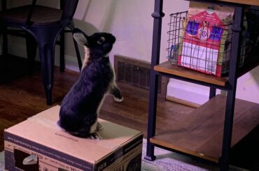 Gary is plotting a pellet heist.