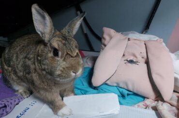 My eyeless rabbit pillow standing next to the reason why it's eyeless