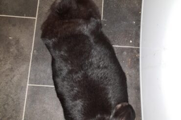 Found him all flopped out in the kitchen