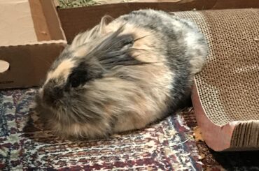 Fully risen marble rye loaf