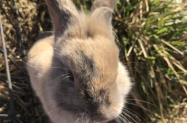 Gizmoli likes to beg