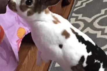 Ma Petite crossing her paws like a lady