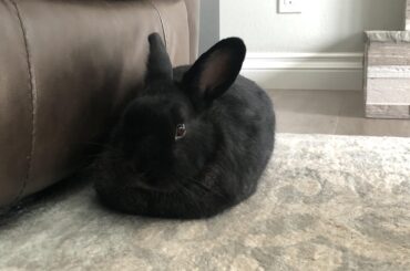 I’ve had her for two years and this is the very first time I have ever seen her loaf out in the open
