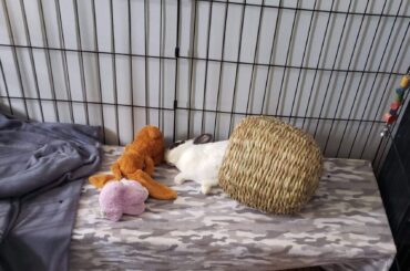 Dramatic bun melted in the heat.