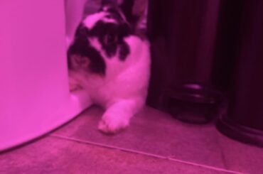 Buddy thats my litterbox you are flopping on