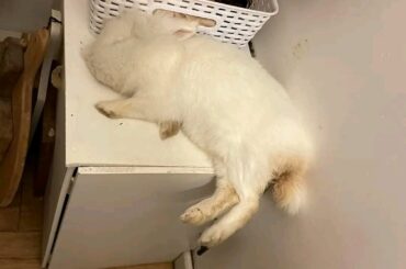That's one way to take a nap
