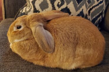 My two lovely loaves