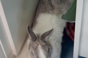 Buncomfortable