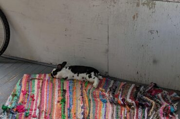 Frankie is looking comfortable