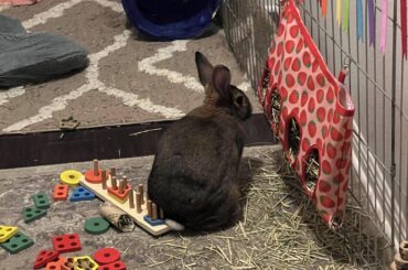 Sitting on wooden pegs