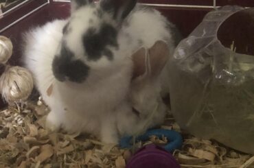 Seems kinda rude but k