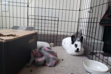 Here's my chip. I came home and he was in his favorite corner. He's so cute, I love him so much