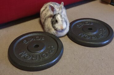 If I fits, I si... LOAF.