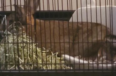 .....How is this comfortable?