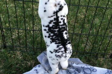 Dalmatian bun 🥰
