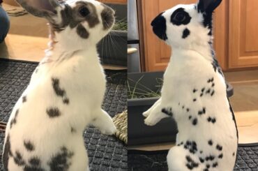 My spotted children love standing up