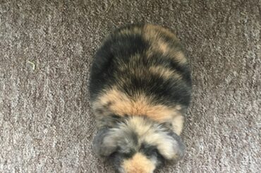Freshly baked loaf 🍞