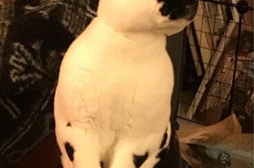 Cutie pie looking around