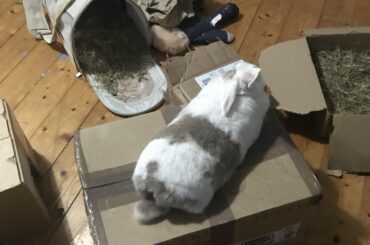 Just Patch, elevated loafing on a box