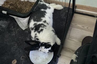 Who needs a pillow, when you have your pallet plate