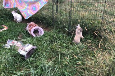 Two stand up buns (Gizmoli has gotten so huge)