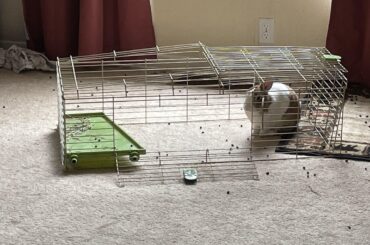 i put that cage top near the door to take it out (crow cover for baby plants) and first one rabbit annexed it, then a second. if theres discomfort, even the slightest, it must be annexed