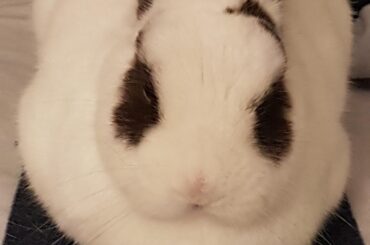 Zuko makes a grumpy loaf