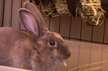 Kit when he is forced to use the litterbox instead of pooping outside of it 😟