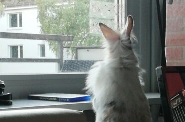 Midna gazing outside