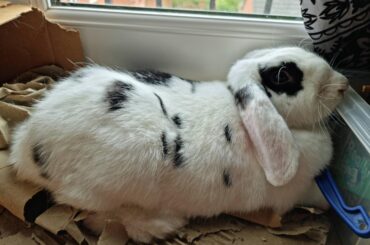 Chester Bunnington is only 20 months old and still learning.