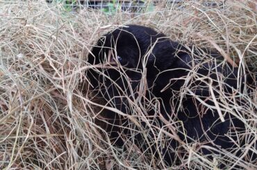 Bobby is *trying* to make a burrow from a pile of hay