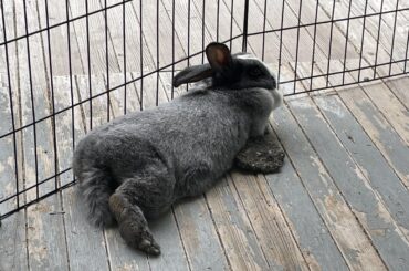 Lemme just lie on this rock here…