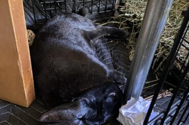 This is his cozy spot