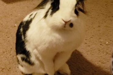 She loves to barely lift her front end up and just sit like that, pondering whether or not she's going to jump up to me.