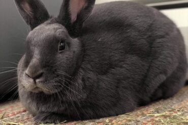 My shiny grey loafa bun ✨