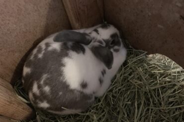 My THICC loaf - this was her first day home with us 💕