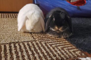 2 loaves for the price of 1