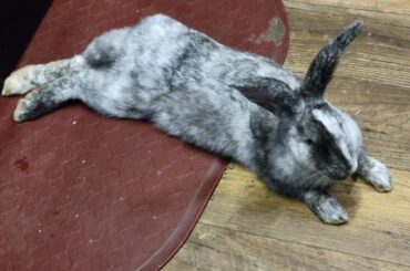 The almighty JoJo only enjoying the gel mat with 2/3 of his body instead of flopping longways