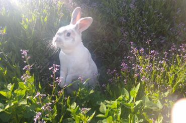 Baby loves a good flower patch
