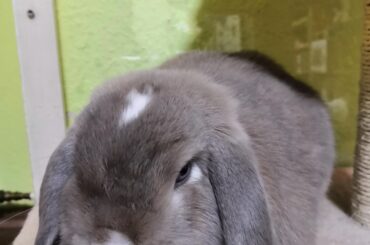 Sammy loafing around, while judging me