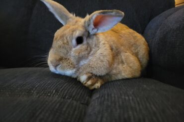 Oliver gets the whole recliner to himself!